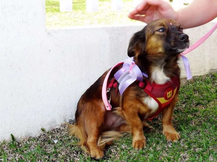 Cachorro ra a SRD idade 3 anos nome Lili