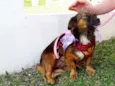 Lili