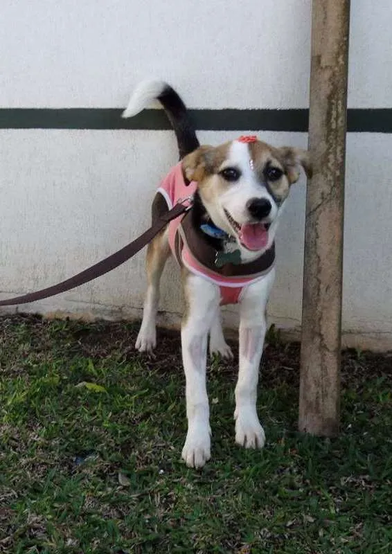 Cachorro ra a SRD idade 7 a 11 meses nome Agata