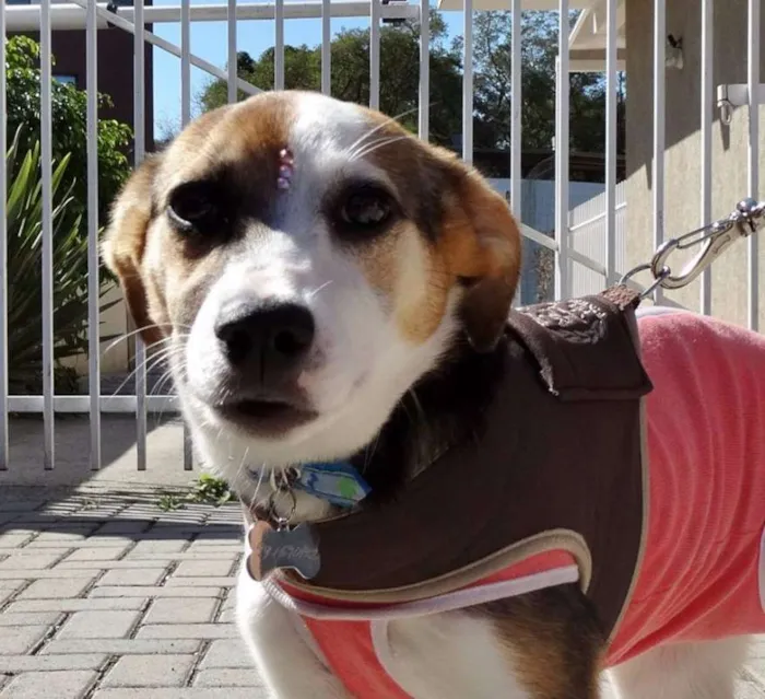 Cachorro ra a SRD idade 7 a 11 meses nome Agata