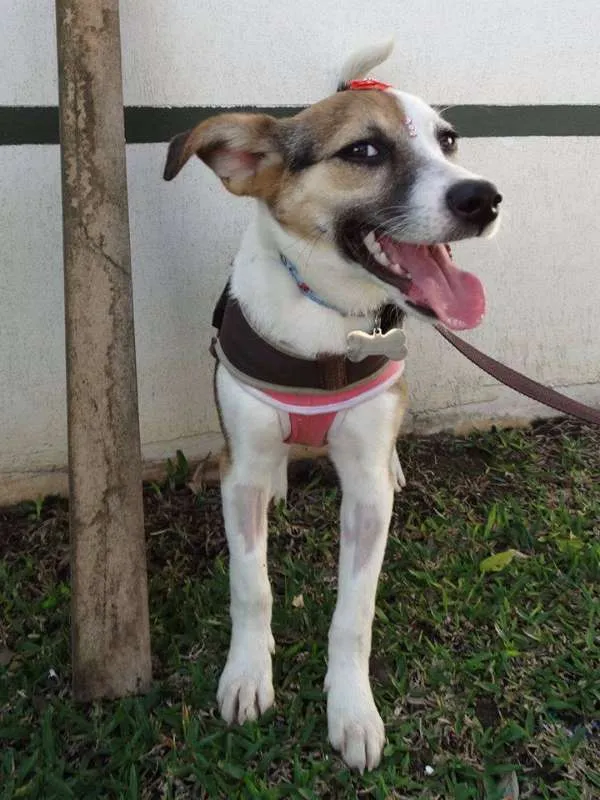 Cachorro ra a SRD idade 7 a 11 meses nome Agata