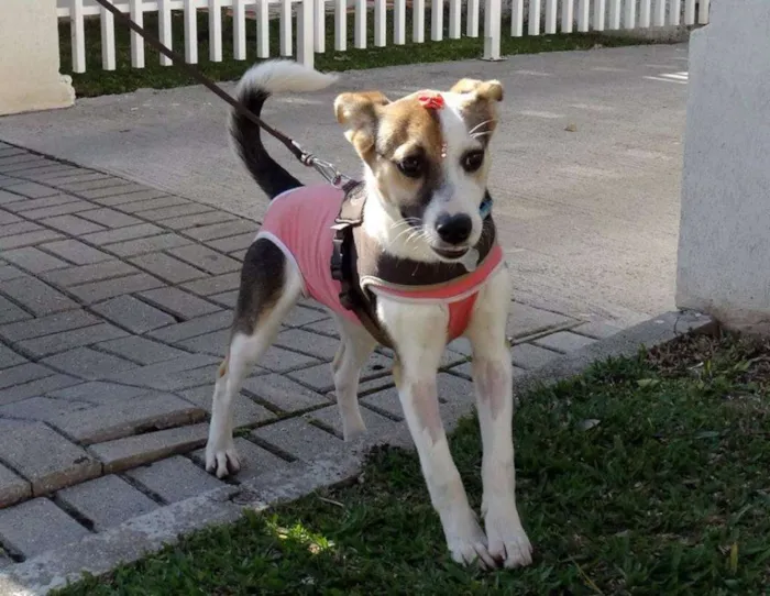 Cachorro ra a SRD idade 7 a 11 meses nome Agata