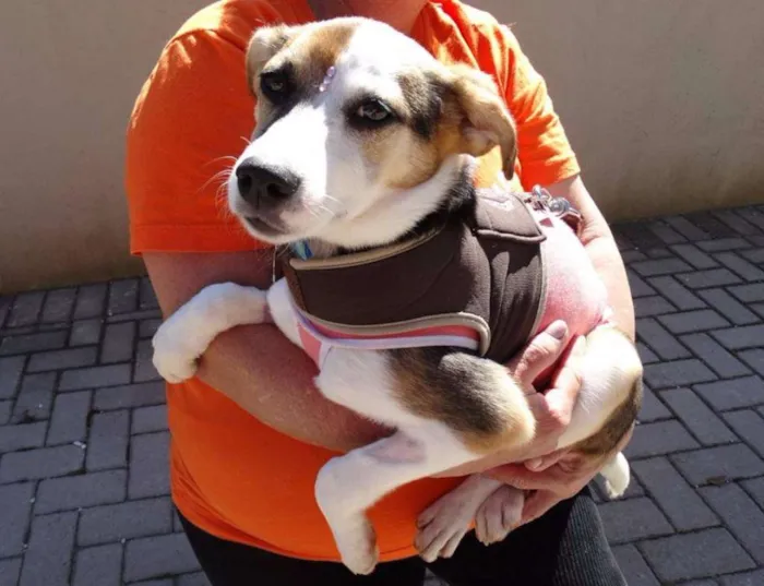 Cachorro ra a SRD idade 7 a 11 meses nome Agata