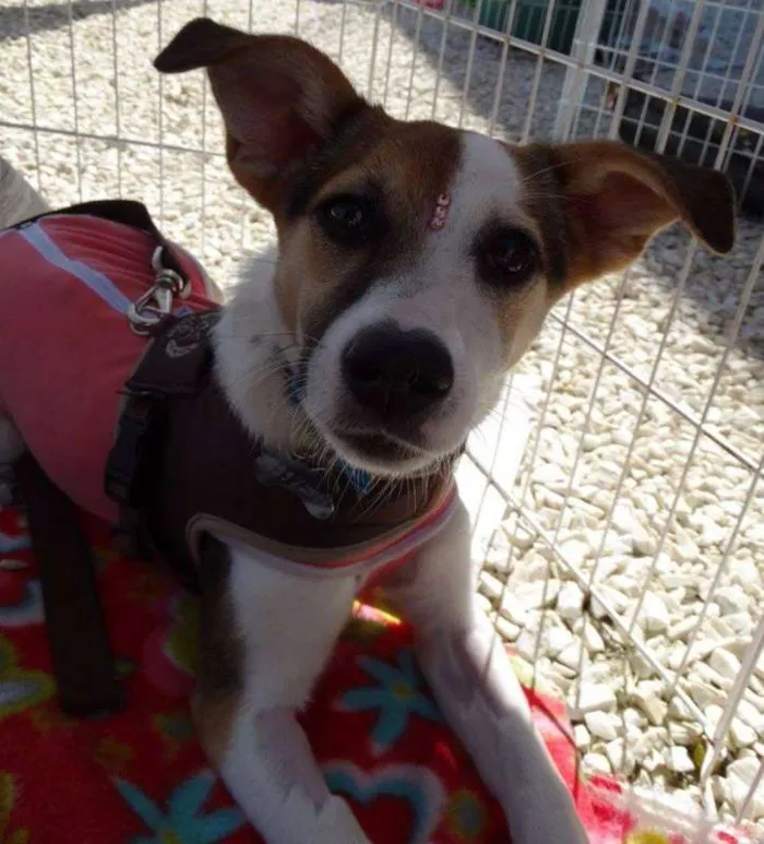 Cachorro ra a SRD idade 7 a 11 meses nome Agata