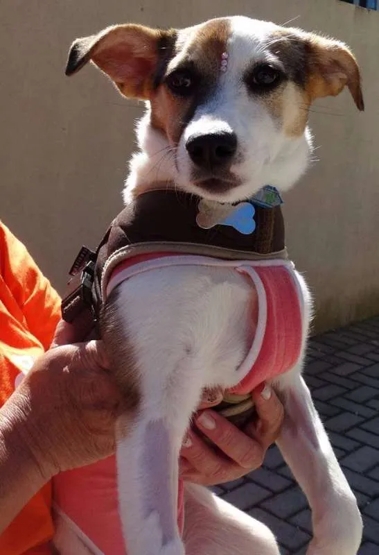 Cachorro ra a SRD idade 7 a 11 meses nome Agata