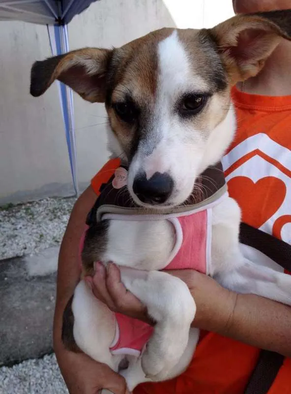 Cachorro ra a SRD idade 7 a 11 meses nome Agata
