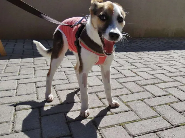 Cachorro ra a SRD idade 7 a 11 meses nome Agata