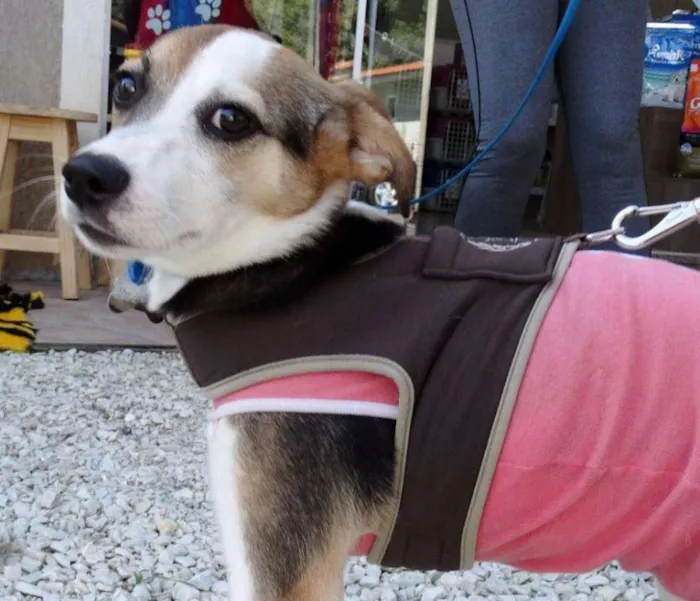 Cachorro ra a SRD idade 7 a 11 meses nome Agata