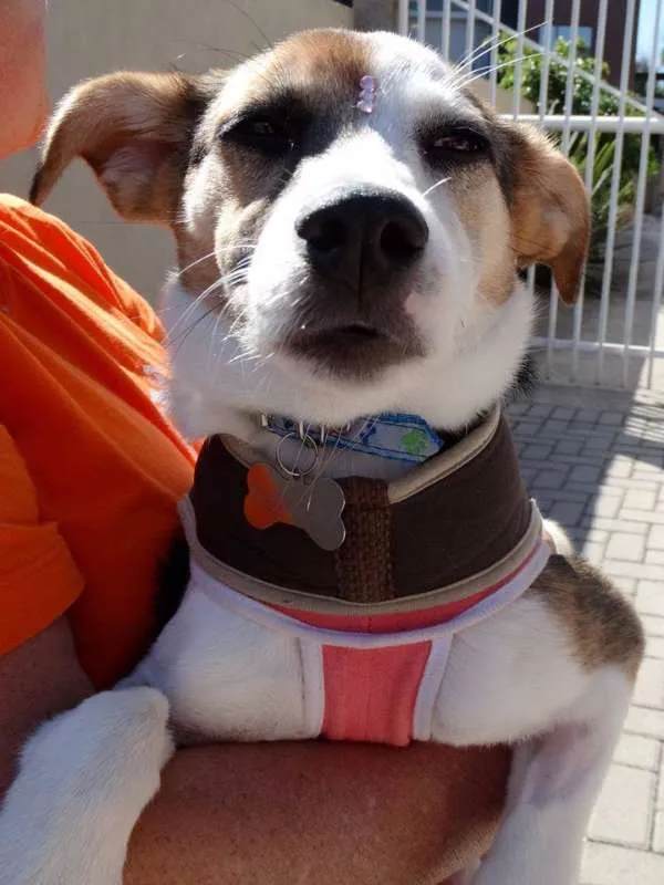 Cachorro ra a SRD idade 7 a 11 meses nome Agata