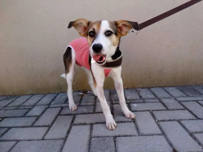 Cachorro ra a SRD idade 7 a 11 meses nome Agata