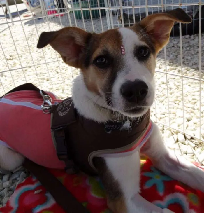 Cachorro ra a SRD idade 7 a 11 meses nome Agata