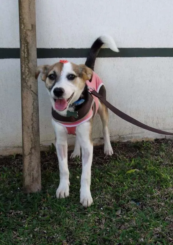 Cachorro ra a SRD idade 7 a 11 meses nome Agata