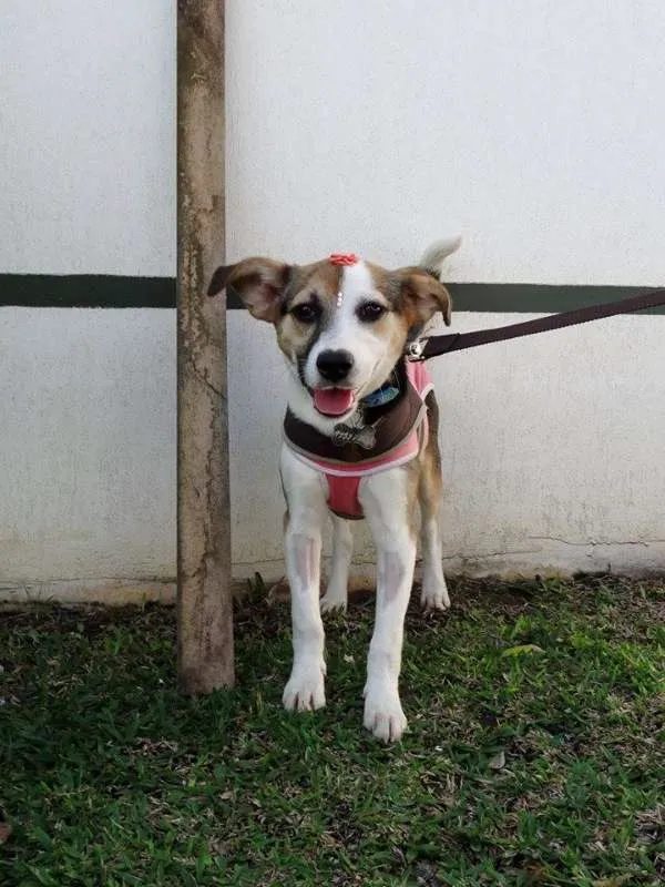 Cachorro ra a SRD idade 7 a 11 meses nome Agata