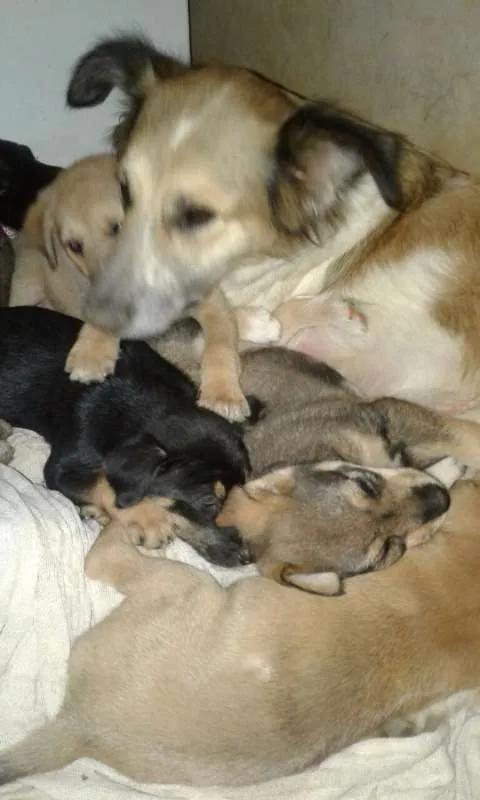 Cachorro ra a Srd idade Abaixo de 2 meses nome Filhotes para adoção