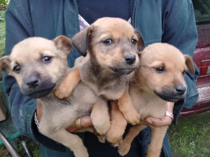 Cachorro ra a Srd idade Abaixo de 2 meses nome Filhotes para adoção