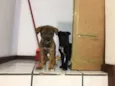 Filhotes para adoção