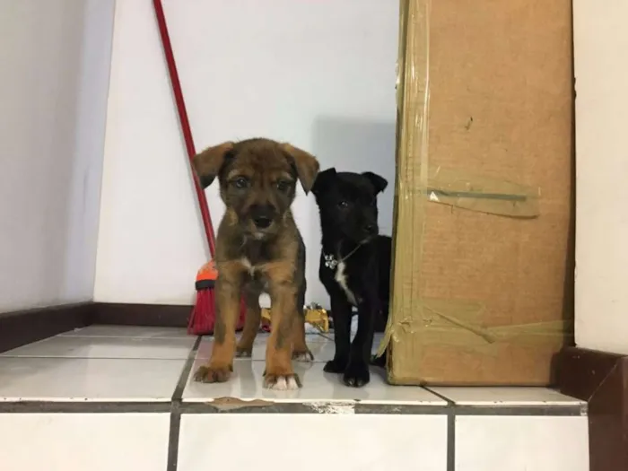 Cachorro ra a Srd idade Abaixo de 2 meses nome Filhotes para adoção