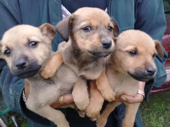 Cachorro ra a Srd idade Abaixo de 2 meses nome Filhotes para adoção