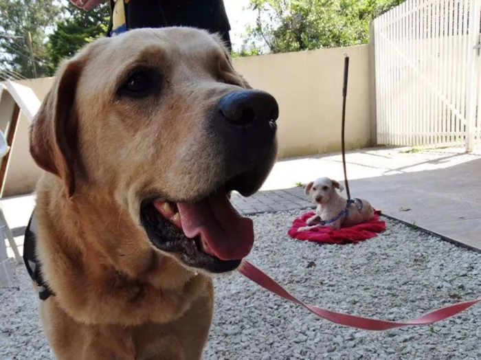 Cachorro ra a labrador idade 3 anos nome Zeus