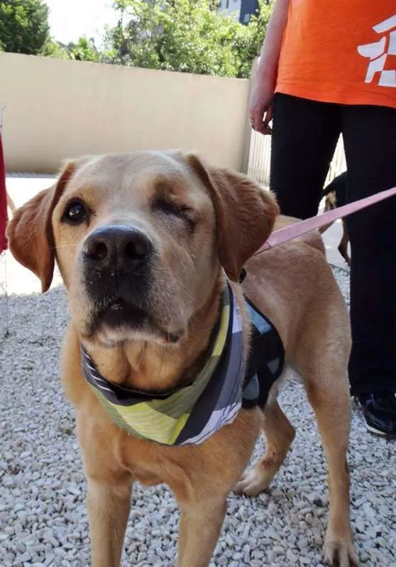 Cachorro ra a labrador idade 3 anos nome Zeus