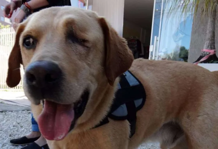 Cachorro ra a labrador idade 3 anos nome Zeus