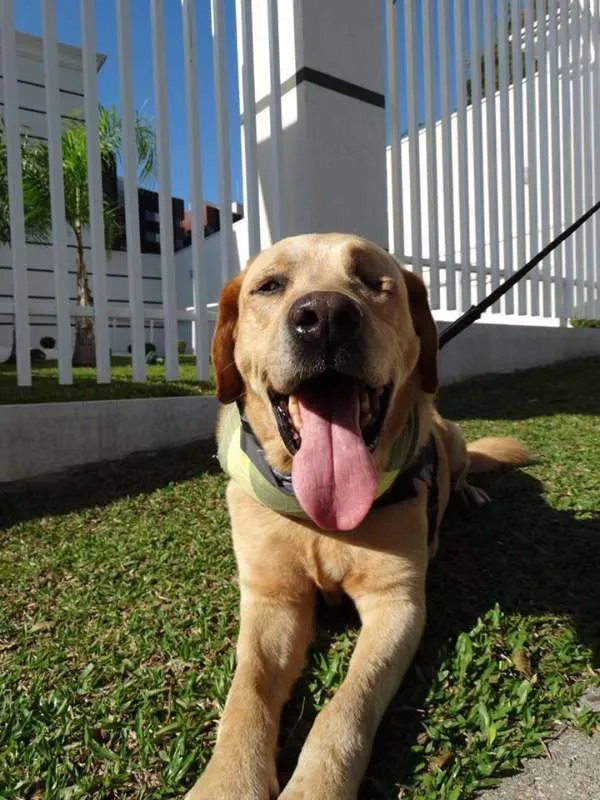 Cachorro ra a labrador idade 3 anos nome Zeus