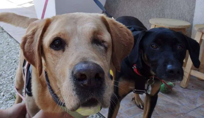 Cachorro ra a labrador idade 3 anos nome Zeus