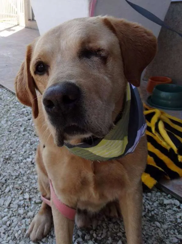 Cachorro ra a labrador idade 3 anos nome Zeus