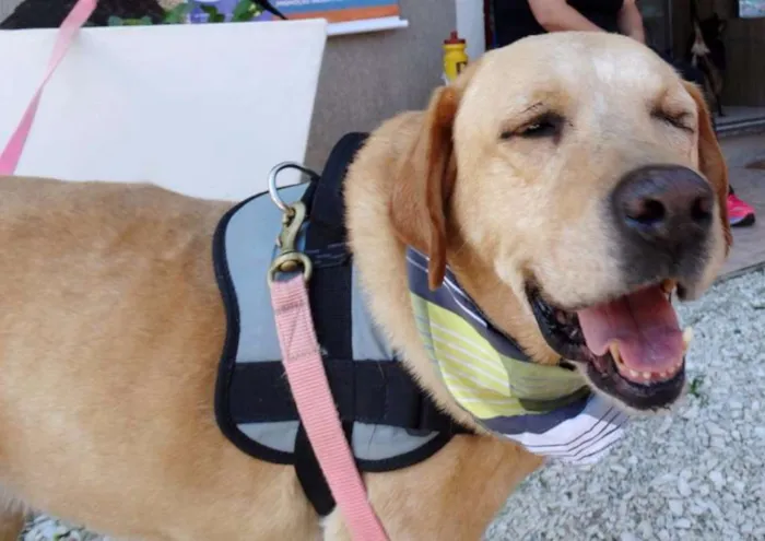 Cachorro ra a labrador idade 3 anos nome Zeus