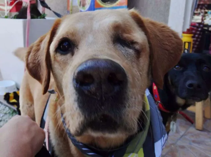 Cachorro ra a labrador idade 3 anos nome Zeus