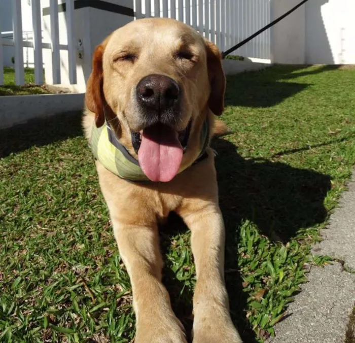 Cachorro ra a labrador idade 3 anos nome Zeus