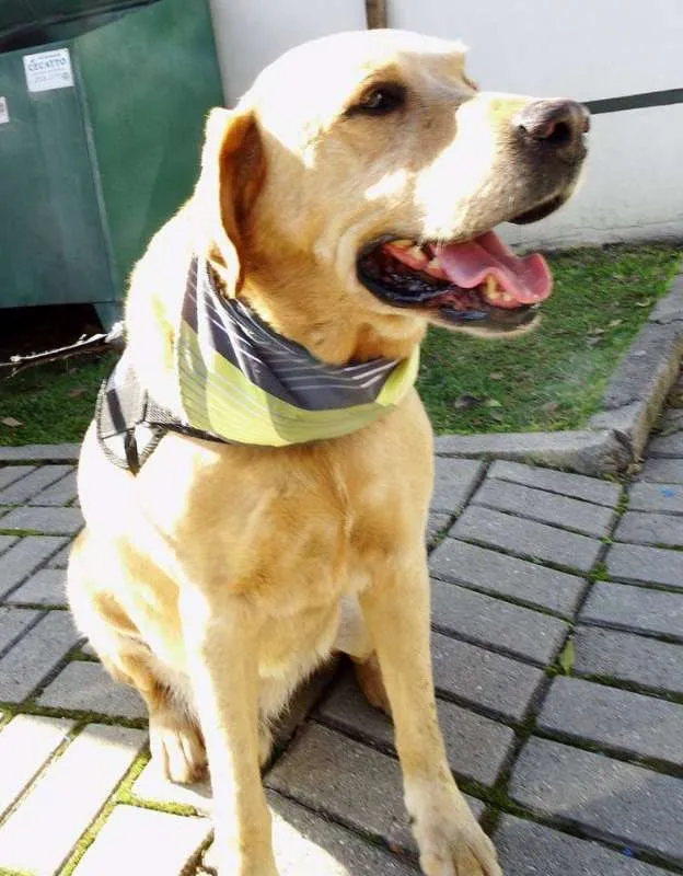 Cachorro ra a labrador idade 3 anos nome Zeus