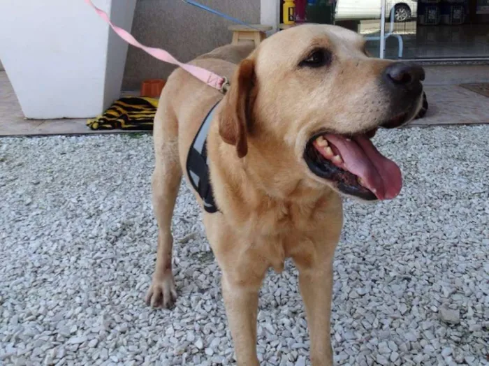 Cachorro ra a labrador idade 3 anos nome Zeus