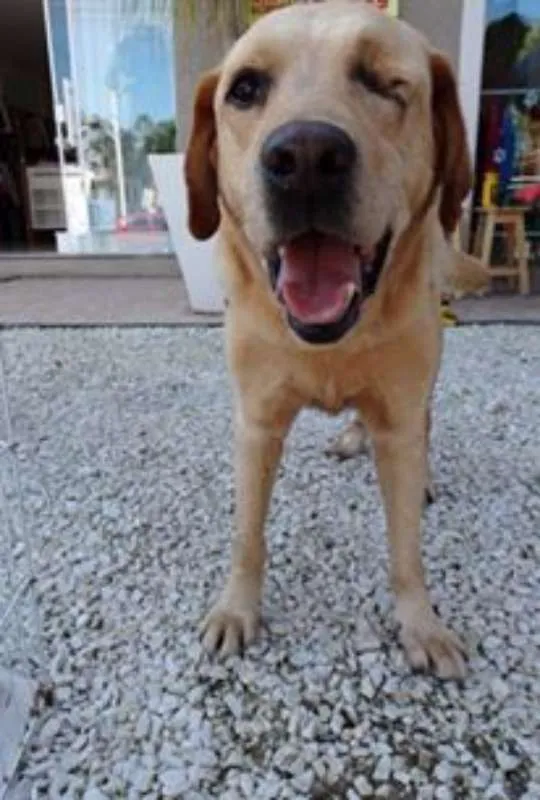 Cachorro ra a labrador idade 3 anos nome Zeus