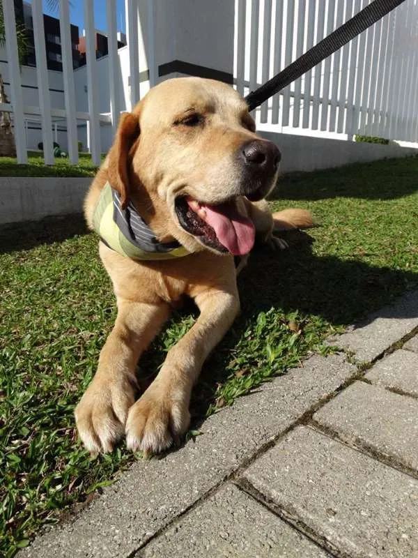 Cachorro ra a labrador idade 3 anos nome Zeus