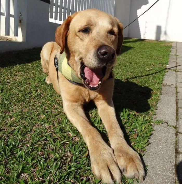 Cachorro ra a labrador idade 3 anos nome Zeus