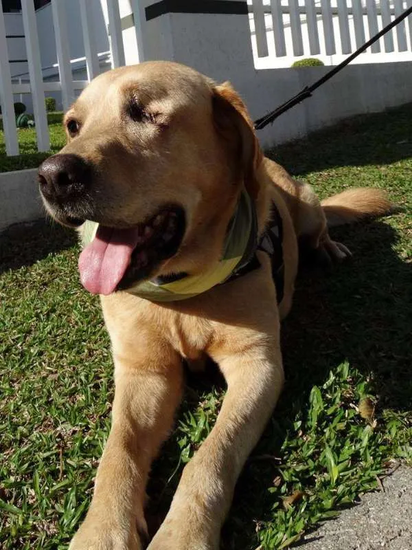 Cachorro ra a labrador idade 3 anos nome Zeus