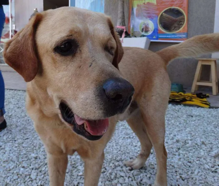 Cachorro ra a labrador idade 3 anos nome Zeus