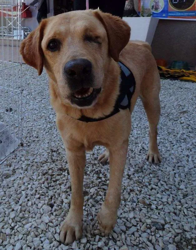 Cachorro ra a labrador idade 3 anos nome Zeus