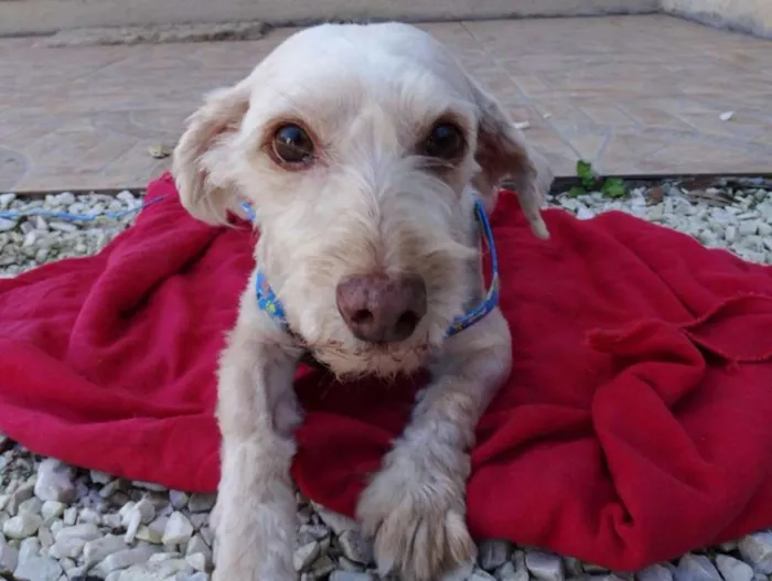 Cachorro ra a Srd idade 2 anos nome Dominic