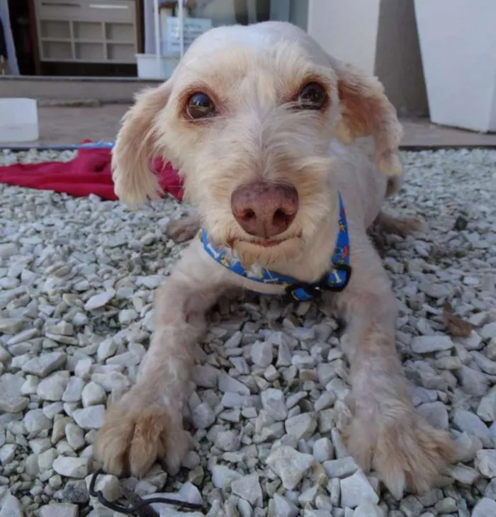 Cachorro ra a Srd idade 2 anos nome Dominic