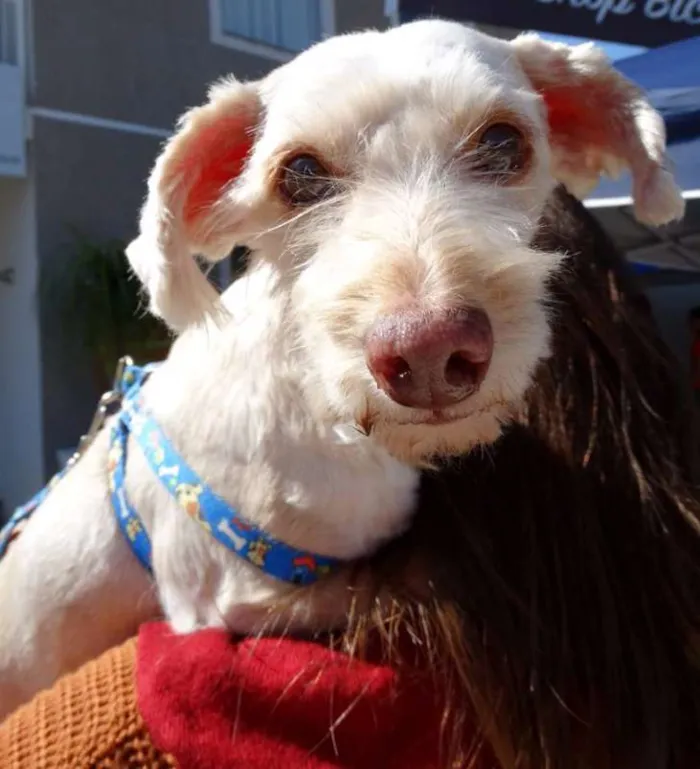 Cachorro ra a Srd idade 2 anos nome Dominic