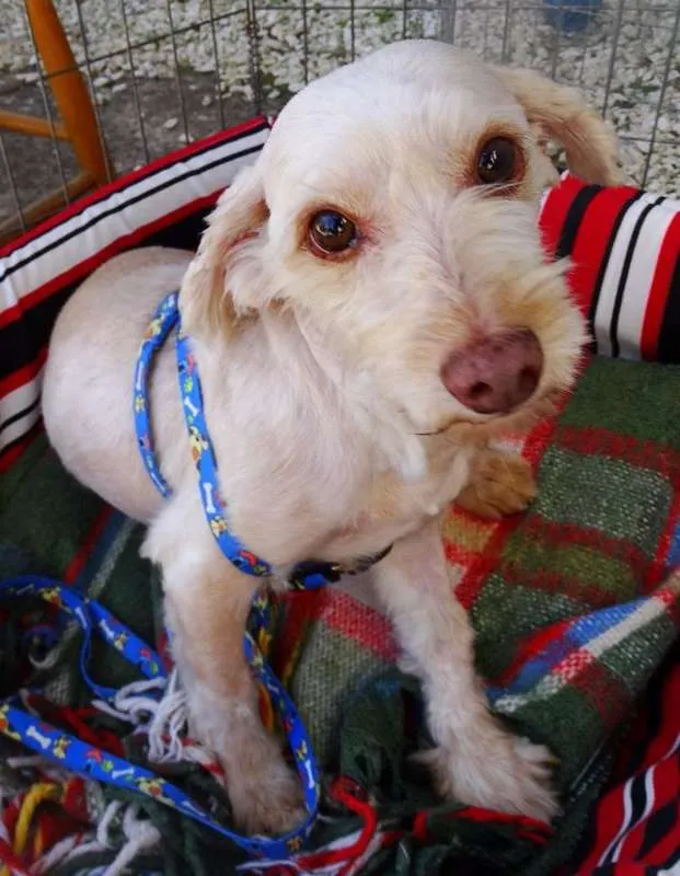 Cachorro ra a Srd idade 2 anos nome Dominic