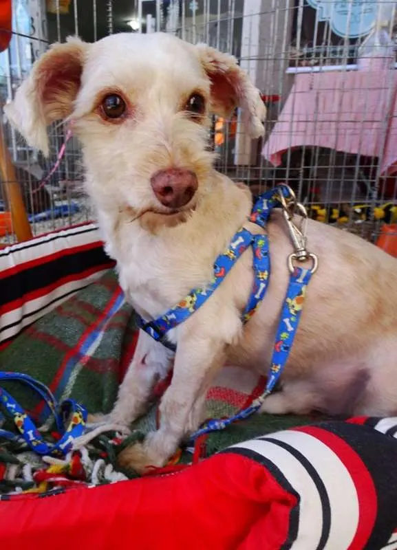 Cachorro ra a Srd idade 2 anos nome Dominic
