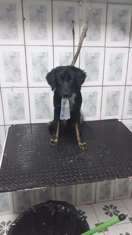 Cachorro ra a SRD idade 7 a 11 meses nome Max