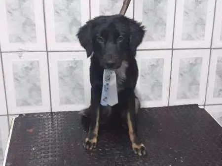 Cachorro ra a SRD idade 7 a 11 meses nome Max