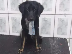 Cachorro raça SRD idade 7 a 11 meses nome Max