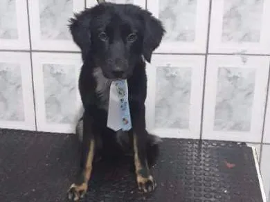 Cachorro ra a SRD idade 7 a 11 meses nome Max