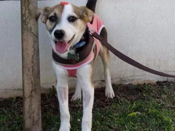 Cachorro ra a SRD idade 7 a 11 meses nome Agata
