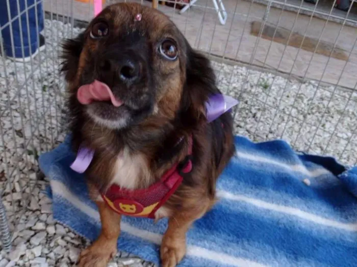 Cachorro ra a SRD idade 3 anos nome Lili
